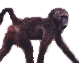 Another monkey