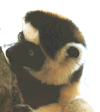 Lemur One