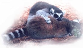Lemur Six
