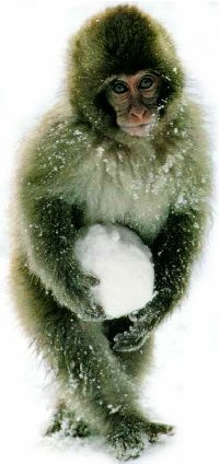 El Mankey