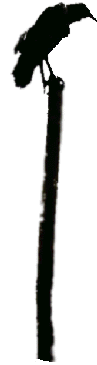 Fellow on a Pole