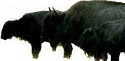 Awww, Buffalo